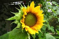 balconyflowers417-150804.jpg