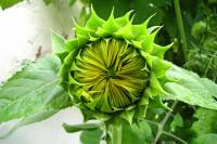 balconyflowers418-150804.jpg
