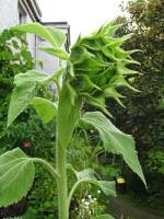 balconyflowers419-150804.jpg