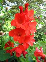 balconyflowers468-150811.jpg