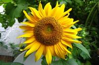 balconyflowers469-150811.jpg