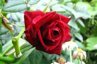 balconyflowers470-150811.jpg