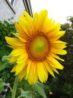 balconyflowers471-150811.jpg