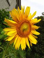 balconyflowers472-150812.jpg