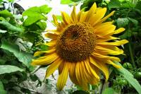 balconyflowers473-150812.jpg