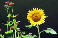 balconyflowers475-150812.jpg