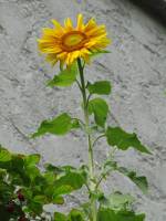 balconyflowers476-150812.jpg