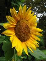 balconyflowers477-150812.jpg