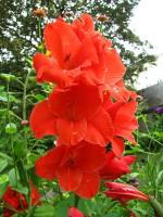 balconyflowers478-150812.jpg