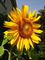 balconyflowers479-150813.jpg
