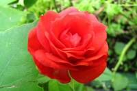 balconyflowers528-150820.jpg