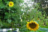 balconyflowers529-150820.jpg