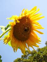 balconyflowers530-150821.jpg