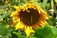 balconyflowers531-150821.jpg