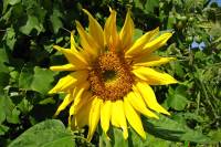 balconyflowers532-150821.jpg