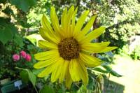 balconyflowers533-150821.jpg
