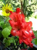 balconyflowers534-150821.jpg