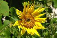 balconyflowers535-150822.jpg