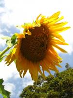 balconyflowers536-150822.jpg