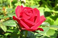balconyflowers537-150822.jpg