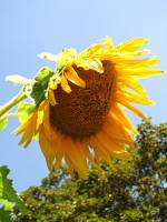 balconyflowers538-150823.jpg