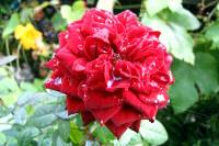 balconyflowers599-150922.jpg