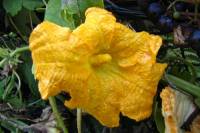 balconyflowers600-150922.jpg