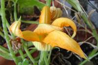 balconyflowers601-150922.jpg