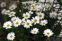 balconyflowers602-150925.jpg