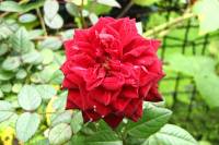balconyflowers603-150925.jpg