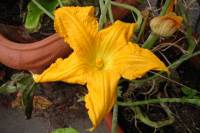 balconyflowers604-150925.jpg