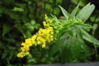 balconyflowers605-150925.jpg