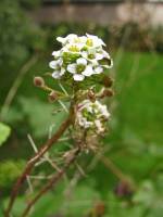 balconyflowers607-150925.jpg