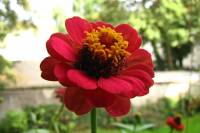 balconyflowers608-150925.jpg