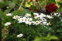 balconyflowers609-150927.jpg