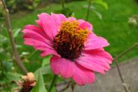 balconyflowers610-150927.jpg