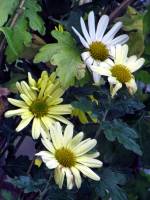balconyflowers659-151210.jpg
