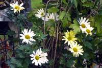 balconyflowers660-151210.jpg