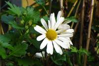 balconyflowers661-151217.jpg