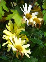 balconyflowers662-151217.jpg