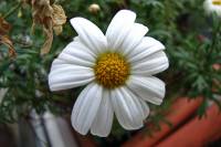 balconyflowers663-151217.jpg