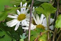 balconyflowers665-151219.jpg