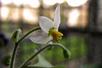 balconyflowers666-151219.jpg