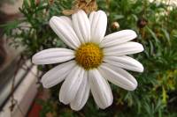 balconyflowers667-151219.jpg