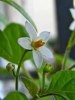 balconyflowers668-151230.jpg