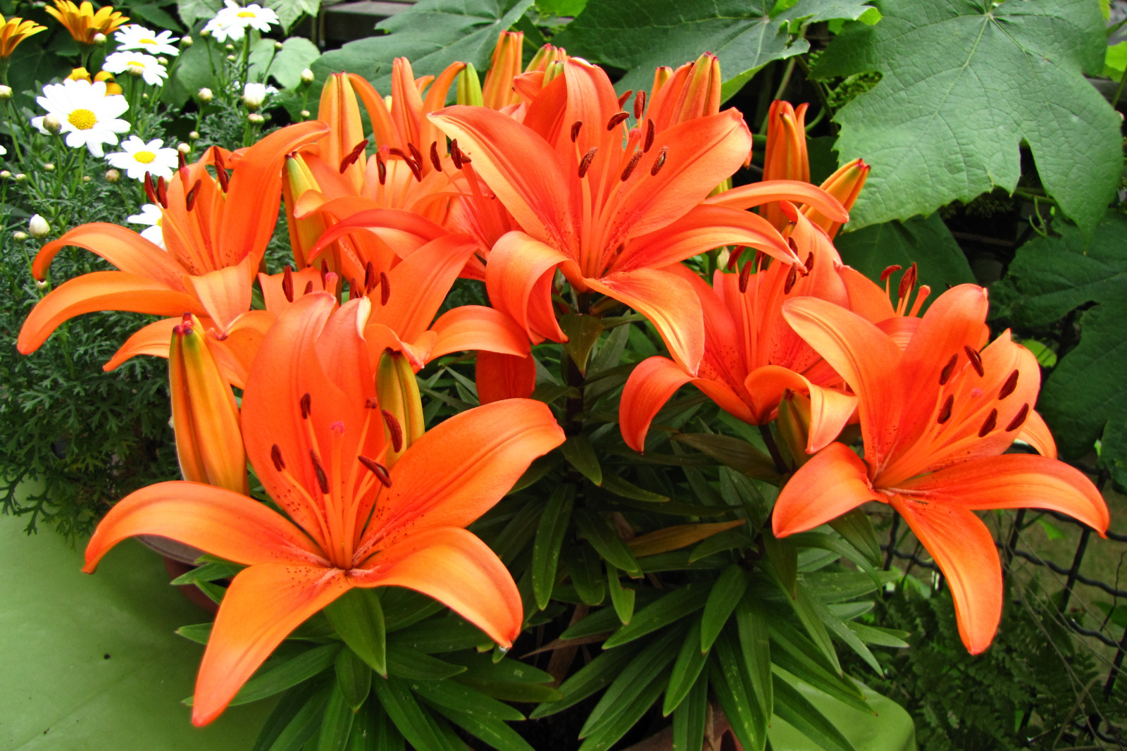 balconyflowers193-150612.jpg