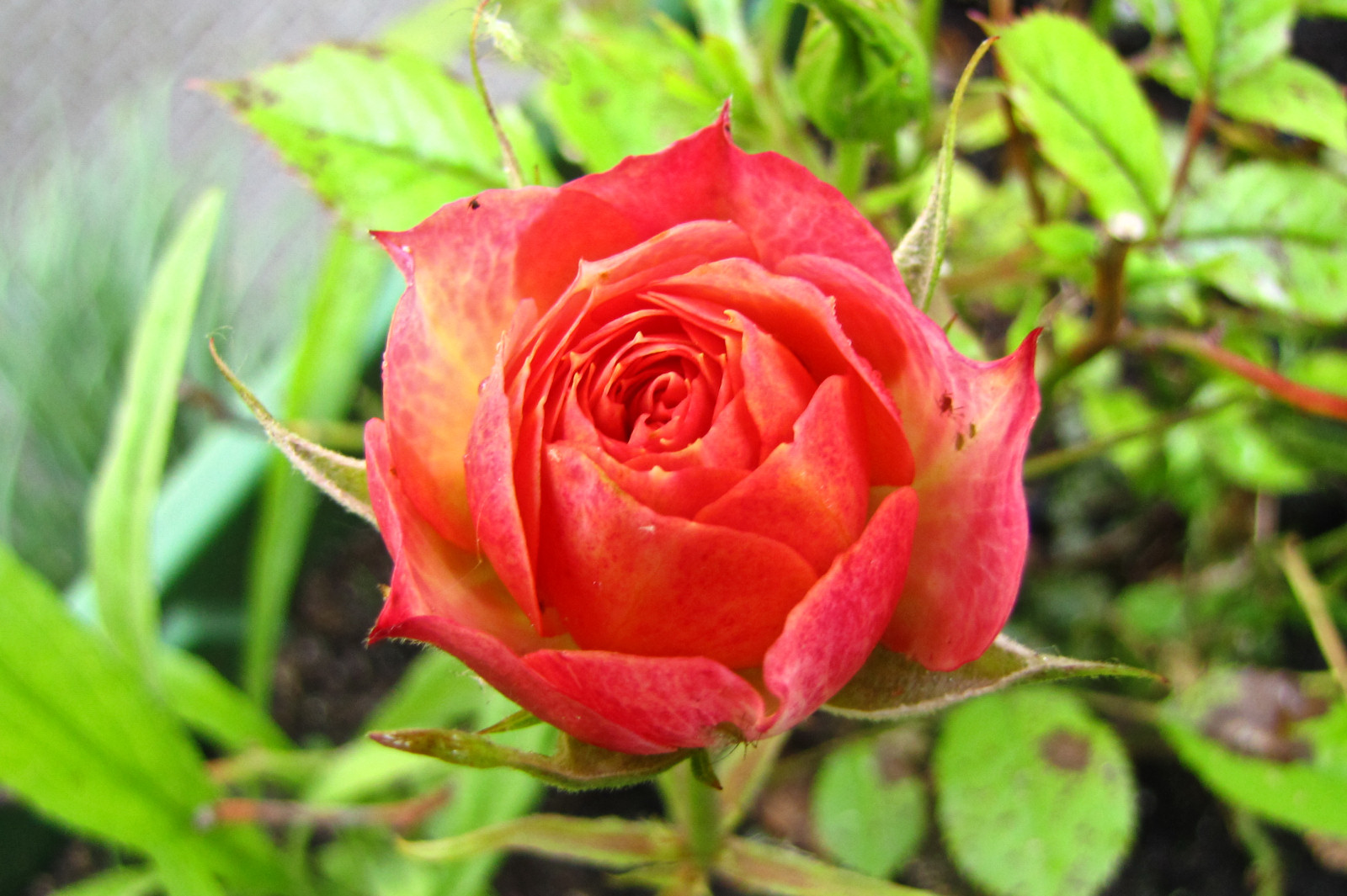 balconyflowers197-150613.jpg