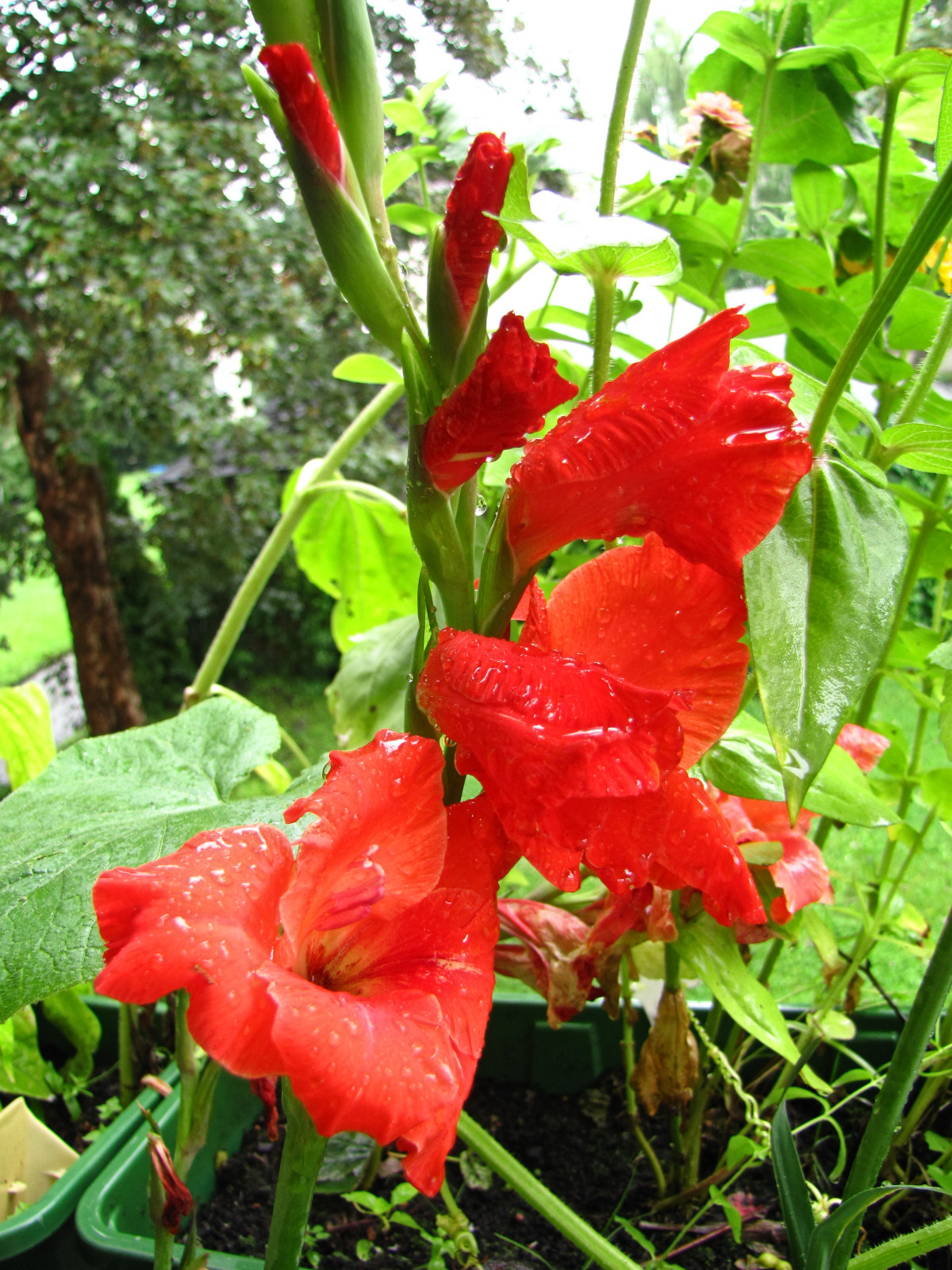 balconyflowers505-150816.jpg