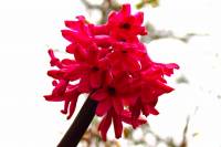 balconyflowers170321-03.jpg