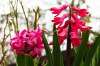 balconyflowers170321-04.jpg